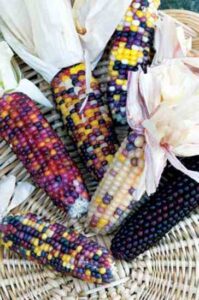 Snack Wisely: Discover Heirloom Cherokee Popcorn Image